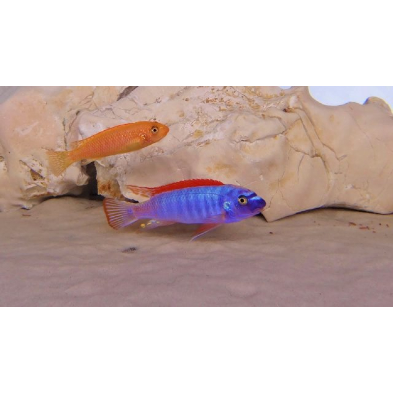 Labeotropheus Trewavasae Thumbi West